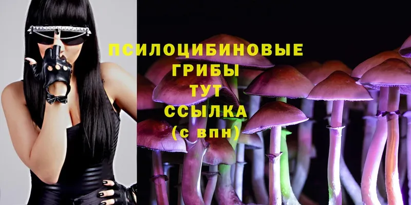 Галлюциногенные грибы MAGIC MUSHROOMS  купить наркотик  Прохладный 